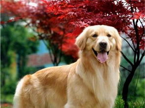 如何分辨金毛犬的好坏