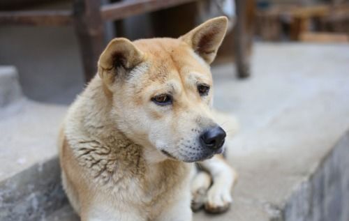 土狗的寿命是多久