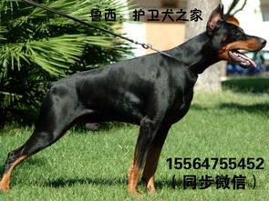 青岛哪里可以买到杜宾犬