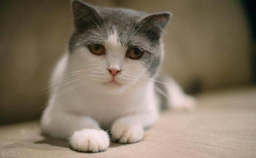 小猫感冒多久会死