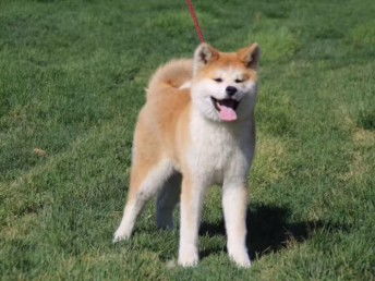 上海哪里有卖秋田犬