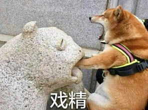 国外狗狗如何打疫苗