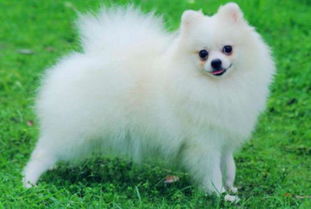 博美犬有哪些品种