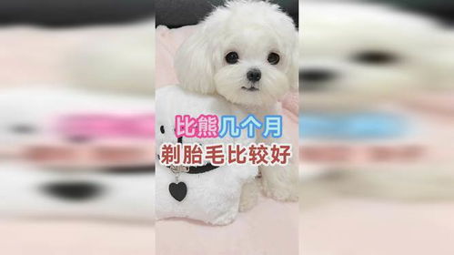 比熊幼犬多久剪胎毛