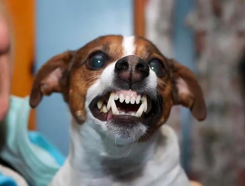 打骂狗狗会怎么样