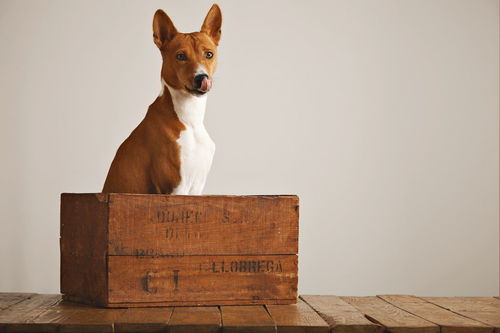 买金毛犬要注意哪些问题