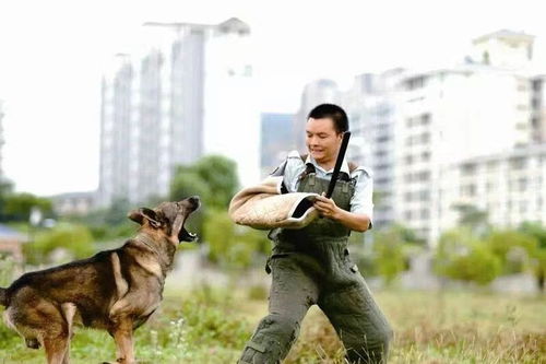广东训犬学校在哪里