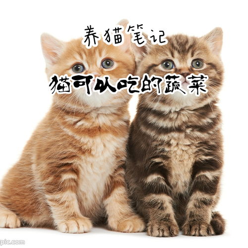 猫可以吃的蔬菜有哪些