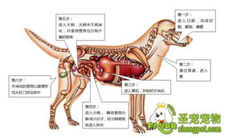 狗狗吃下食物多久消化