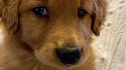 金毛犬哪个颜色的好