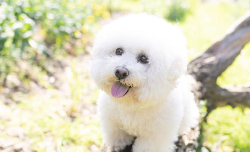 比熊犬优缺点有哪些