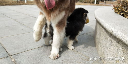 金毛犬阿拉斯加哪个好养