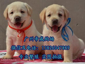 深圳买宠物狗去哪里