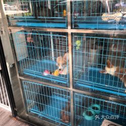 昆山哪里卖猫狗