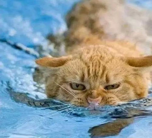 猫会不会游泳