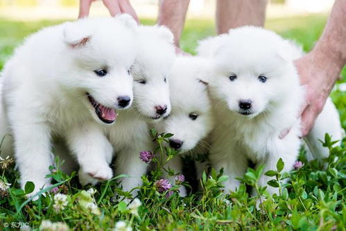 如何养萨摩耶成犬