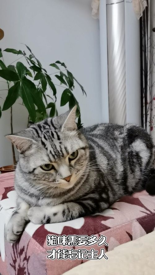 猫多久可以忘记主人