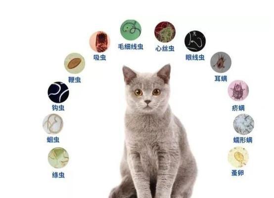猫的体内驱虫多久一次