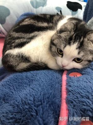 如何给猫补充维生素
