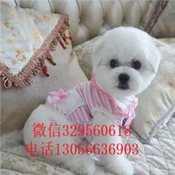 锦州哪里可以买狗