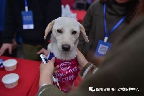 成都哪里有领养狗的