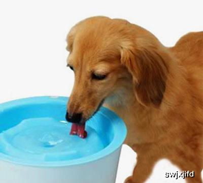 幼犬如何喝水