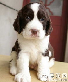哪里有卖史宾格幼犬