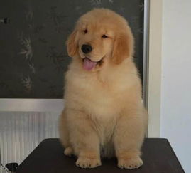 福清哪里买金毛幼犬