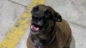 马犬与狼青犬哪个厉害