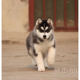 哪里出售纯种哈士奇幼犬