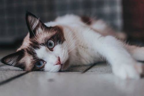 猫会引起哪些疾病