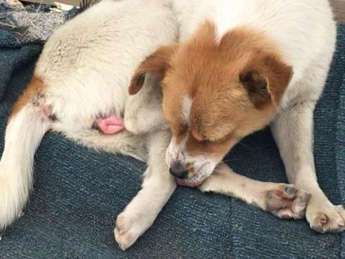 母狗陪完多久还流血