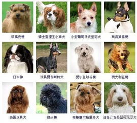 狗狗可以分为哪些类型