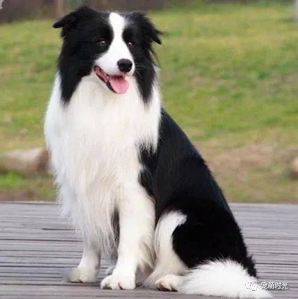如何分辨边境牧羊犬
