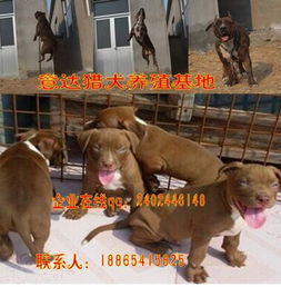 哪里有卖比特犬