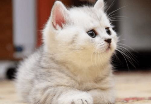 小猫多久开始驱虫