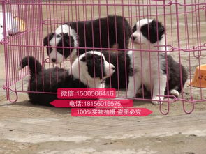 重庆哪里能买狗