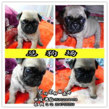 巴哥犬分为哪些品种