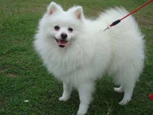 博美犬哪个颜色贵
