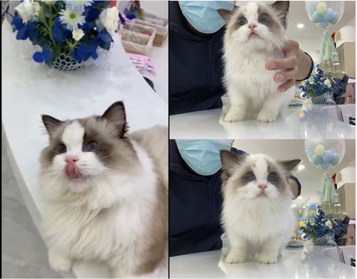 如何选择布偶小猫