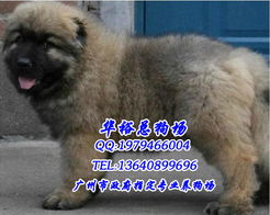 重庆哪里有高加索幼犬卖