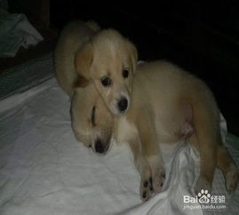 如何挑选幼犬