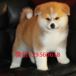 秋田犬哪里买到纯种的