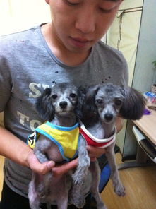 小狗多久能带出门