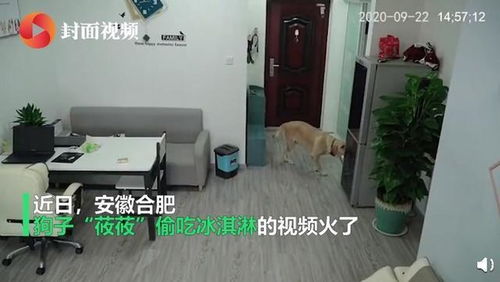 合肥哪里收小狗