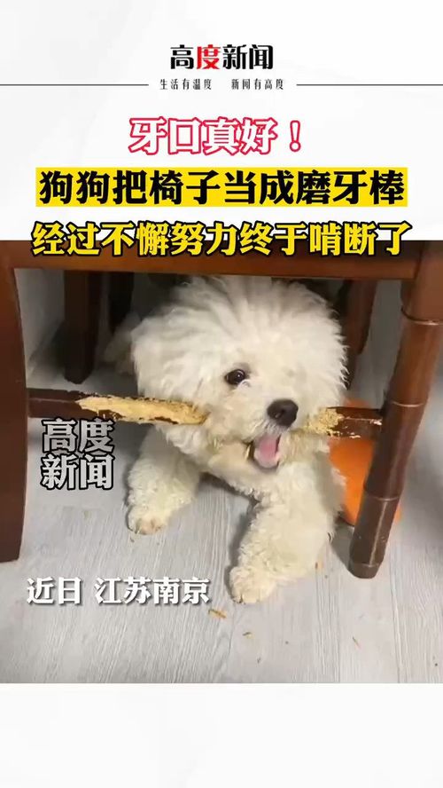 狗狗磨牙棒哪个牌子好