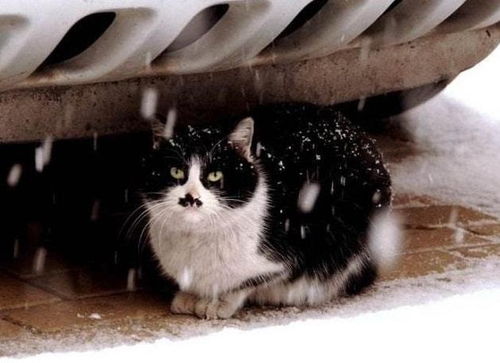冬天哪里能捡到小猫