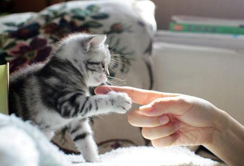 如何正确挑猫