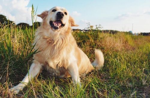 金毛犬的习性有哪些
