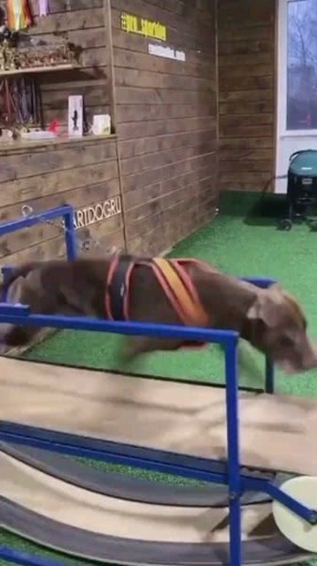 狗狗跑步机跑多久